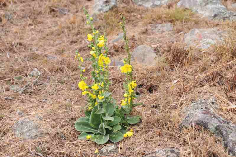 Verbascum pulverulentum